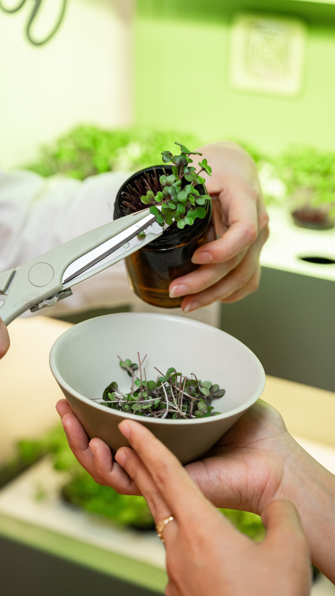 Harvesting microgreens with scissors into a bowl