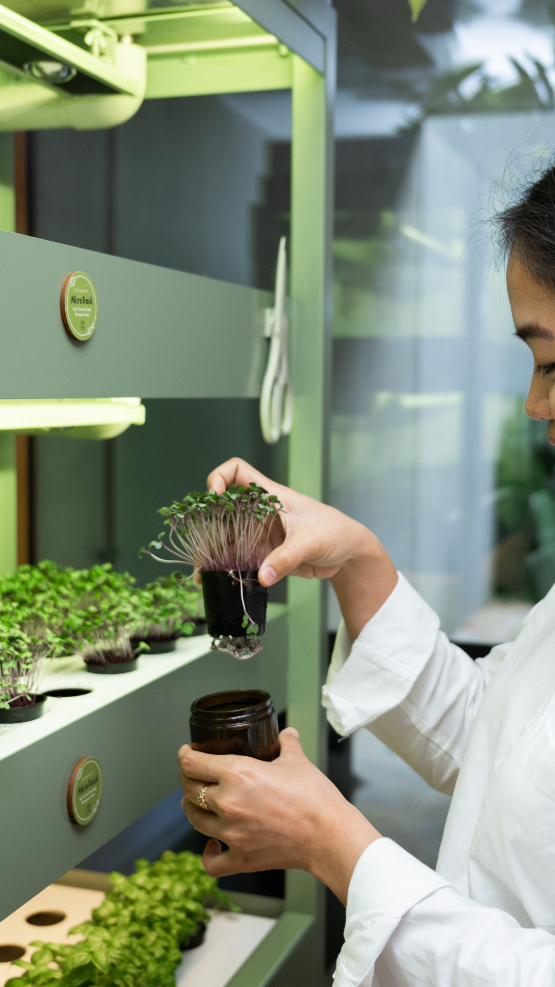 Staff harvesting fresh microgreens from the Farmwall