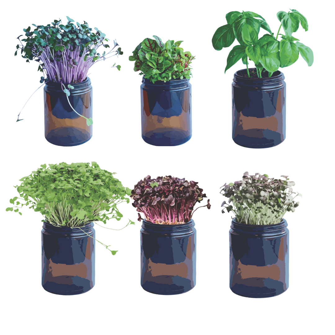 Farmwall amber glass jars with microgreens
